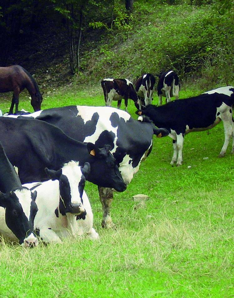 Menù a tre stelle con la «carne di Genova»