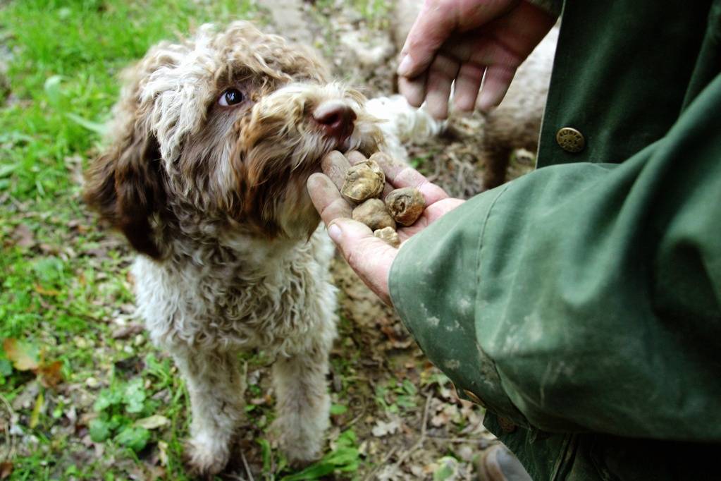 Sardegna, scomparso cane da 16mila euro