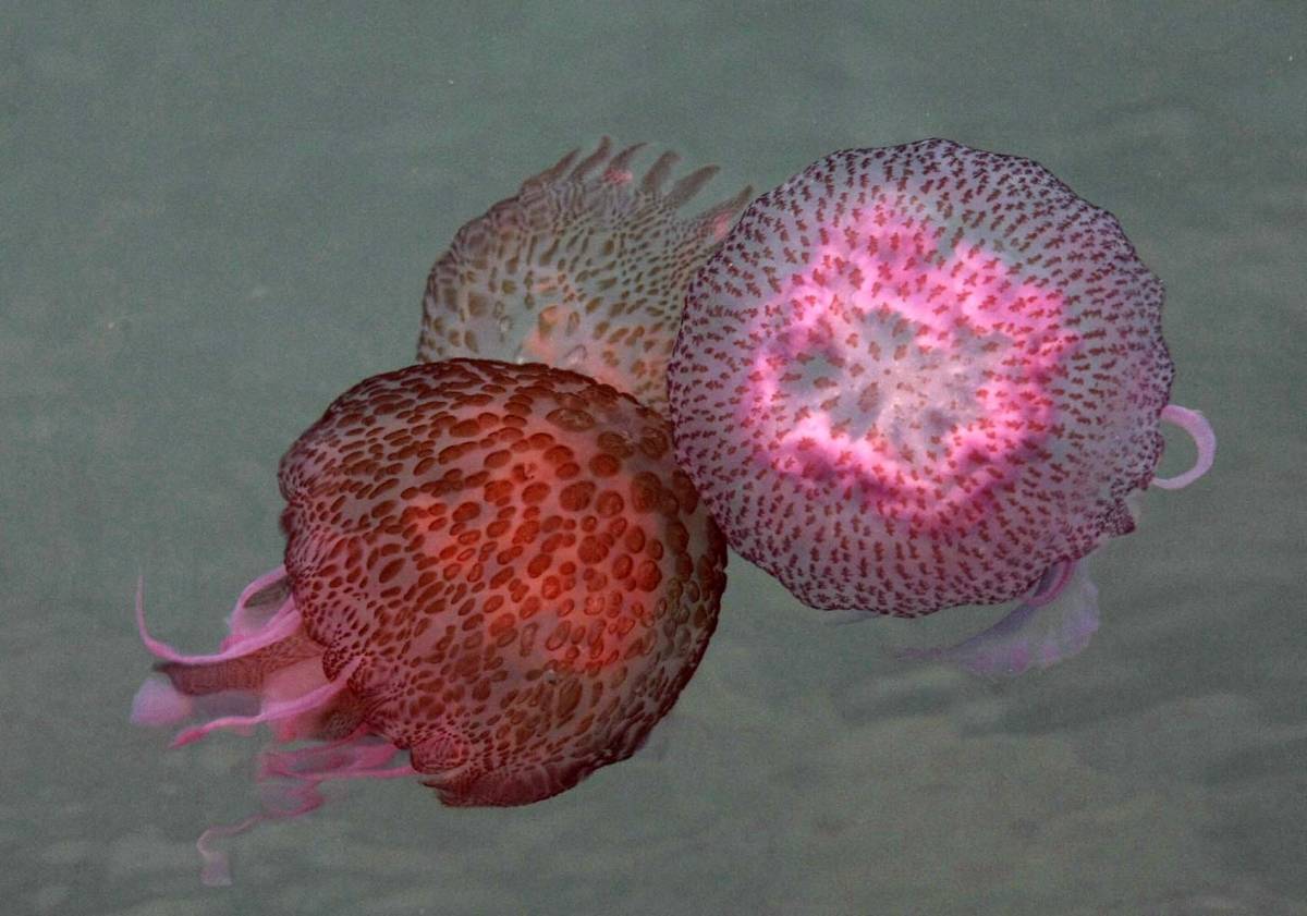 Portofino, il porticciolo 
invaso dalle meduse rosse