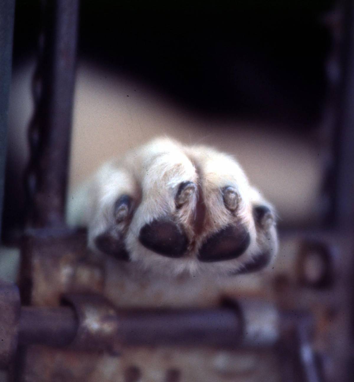 Cane sequestrato, nessuno vuol dire da chi