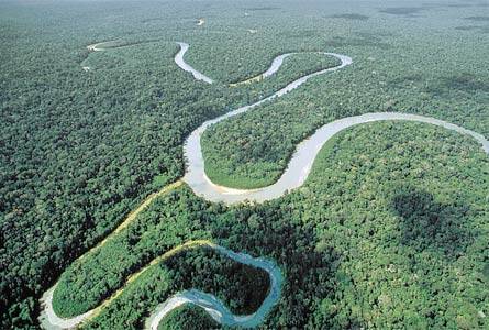 Alberi, Sos Amazzonia 
polmone del mondo