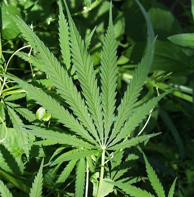 Cassazione: è sempre reato coltivare cannabis