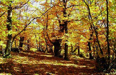 Una guida per conoscere la «Strada del castagno»