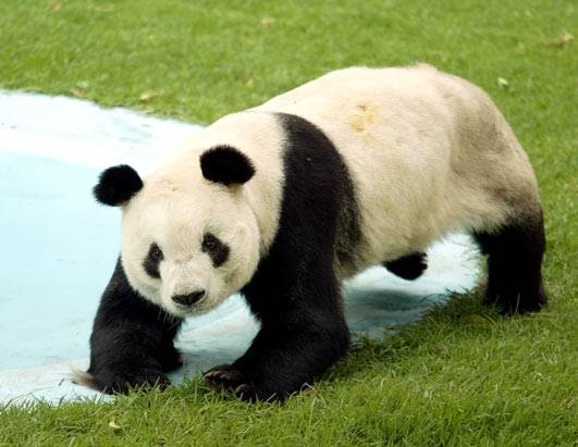 Giapponesi in lutto per Ling Ling 
il panda gigante amato da tutti