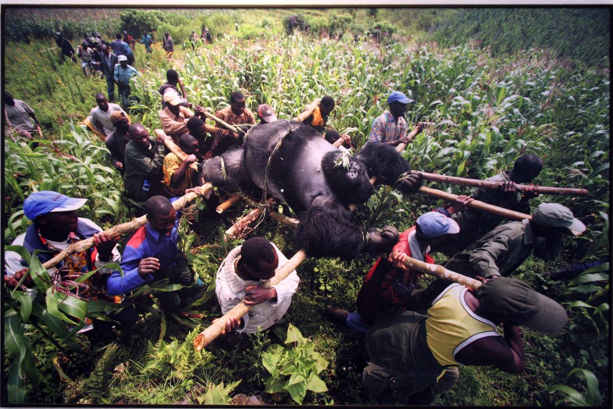 World Press Photo: in mostra 
tutta la bellezza dell'orrore