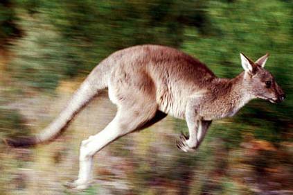 Isis, finisce a processo in Australia. "Voleva fare esplodere un canguro"