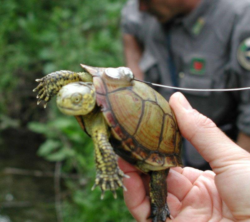 Le tartarughe Emys torneranno a popolare Albenga