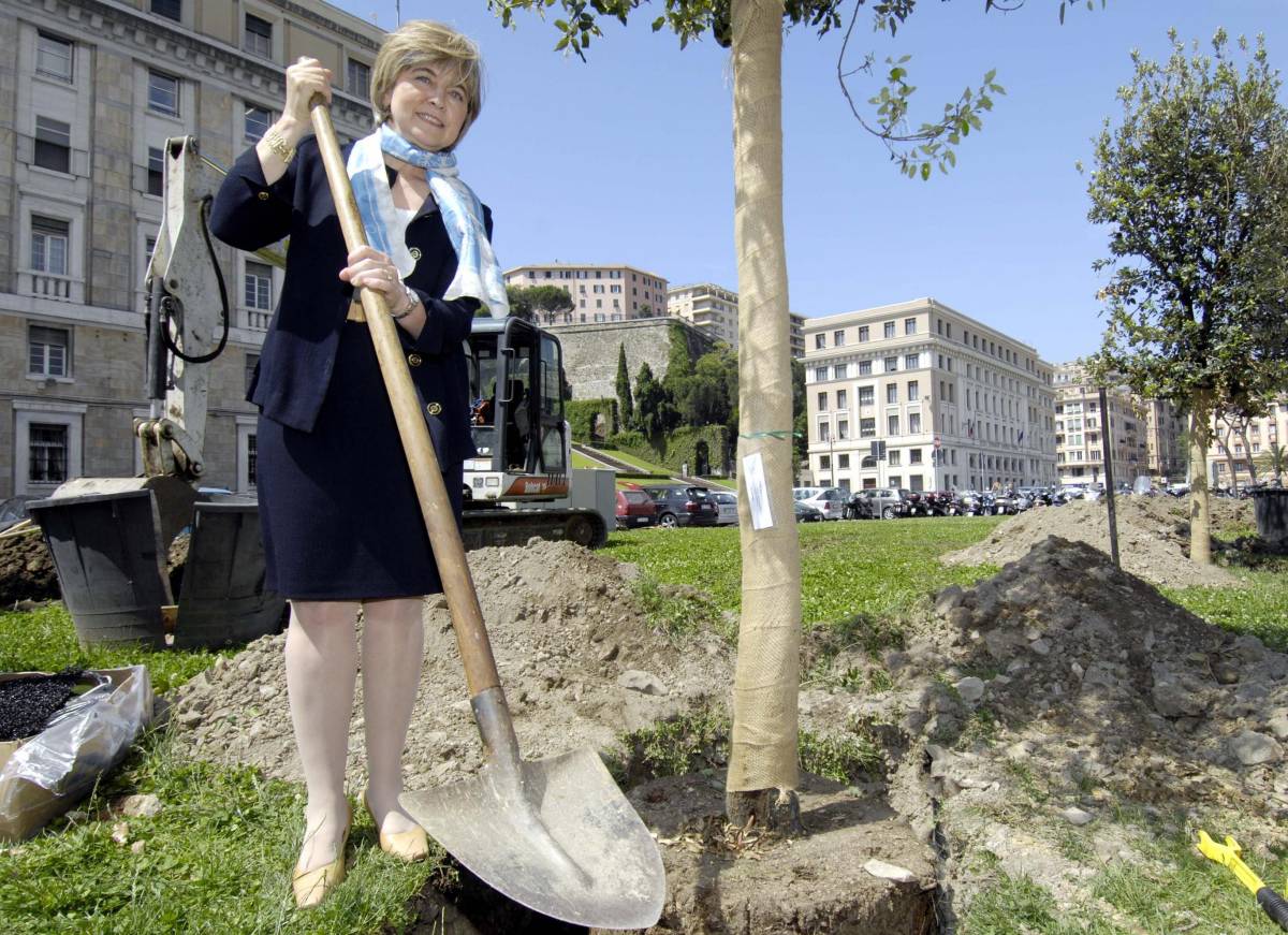 L’assessore-giardiniere ripianta i lecci in via Diaz