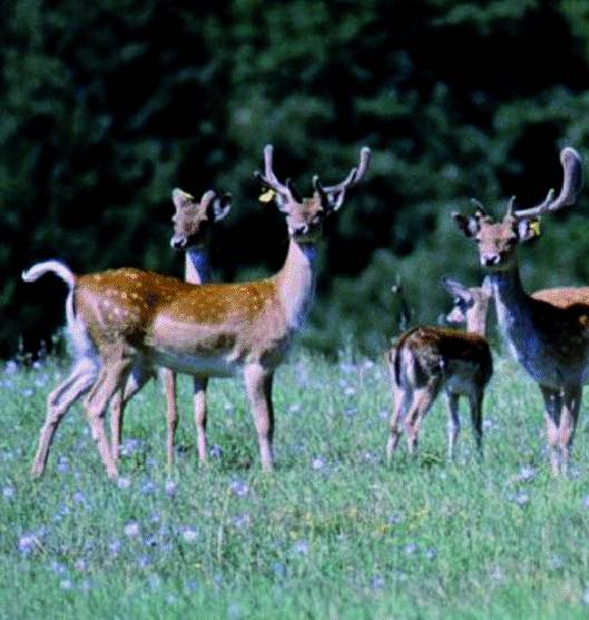 C’è anche la capra bloccata sullo scoglio tra i «salvati» dell’Enpa