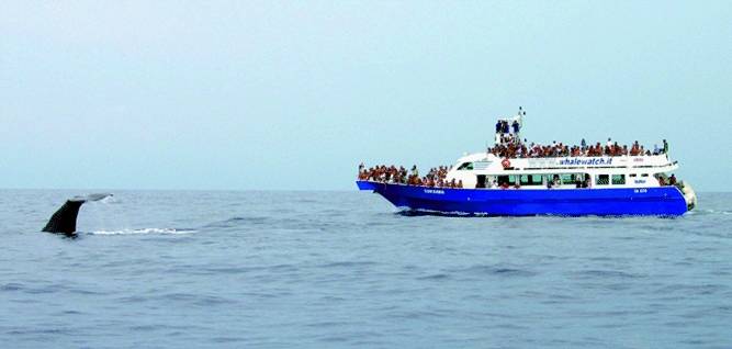 In crociera con l’Acquario per avvistare i cetacei