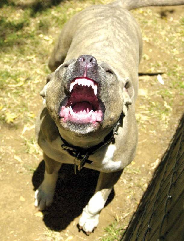 Sassari, una 75enne 
sbranata dal pitbull 
Arrestato il figlio 