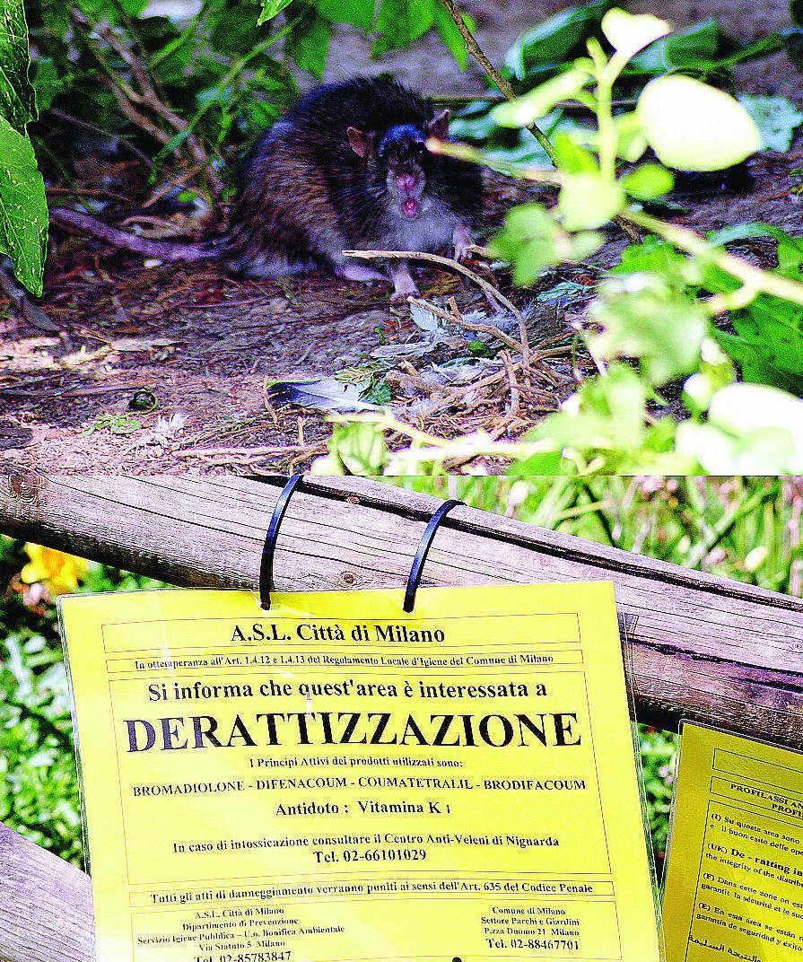 Derattizzazione al parco Ma i topi «ballano» anche se c’è il cartello