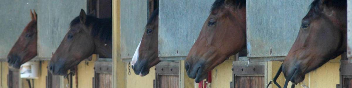 Animalisti contro l’Ippodromo: corse arroventate sotto il sole