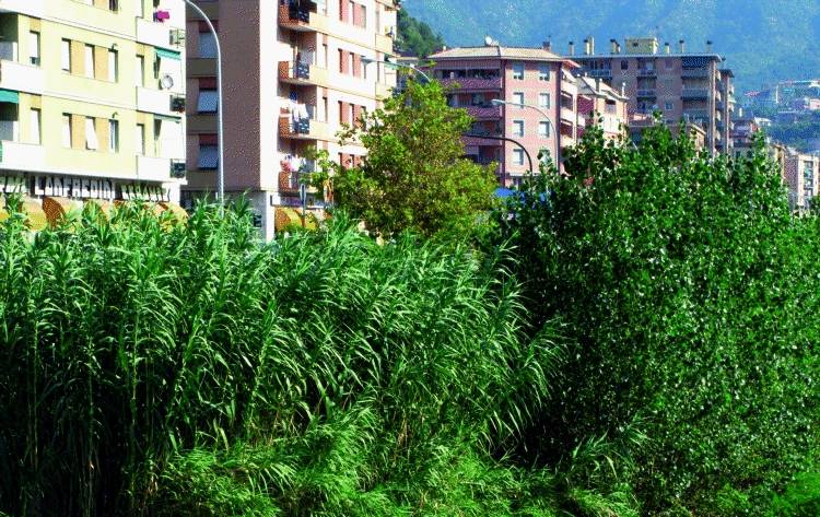 Una giungla nel torrente Bisagno e Marassi ha paura dell’alluvione