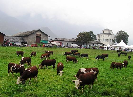 Alimentari, Ue: "Stop 
alla clonazione animale"