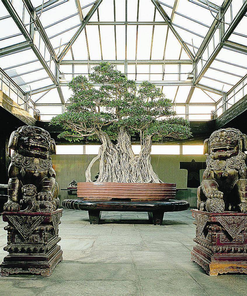 Parabiago e i Crespi mettono in scena il mondo dei bonsai