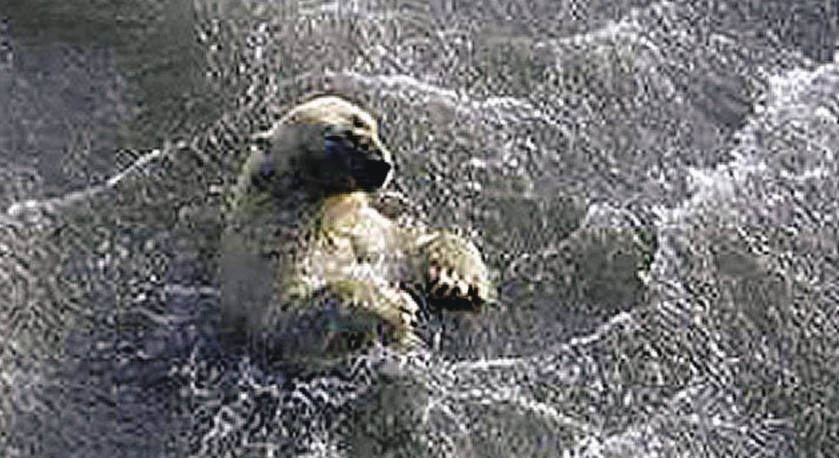 Gli orsi "naufraghi" 
sono una bufala