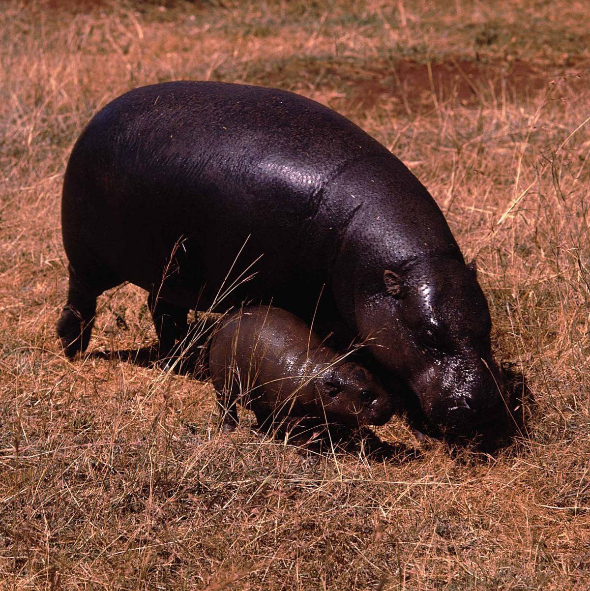 Mammiferi, una specie su 4 a rischio estinzione