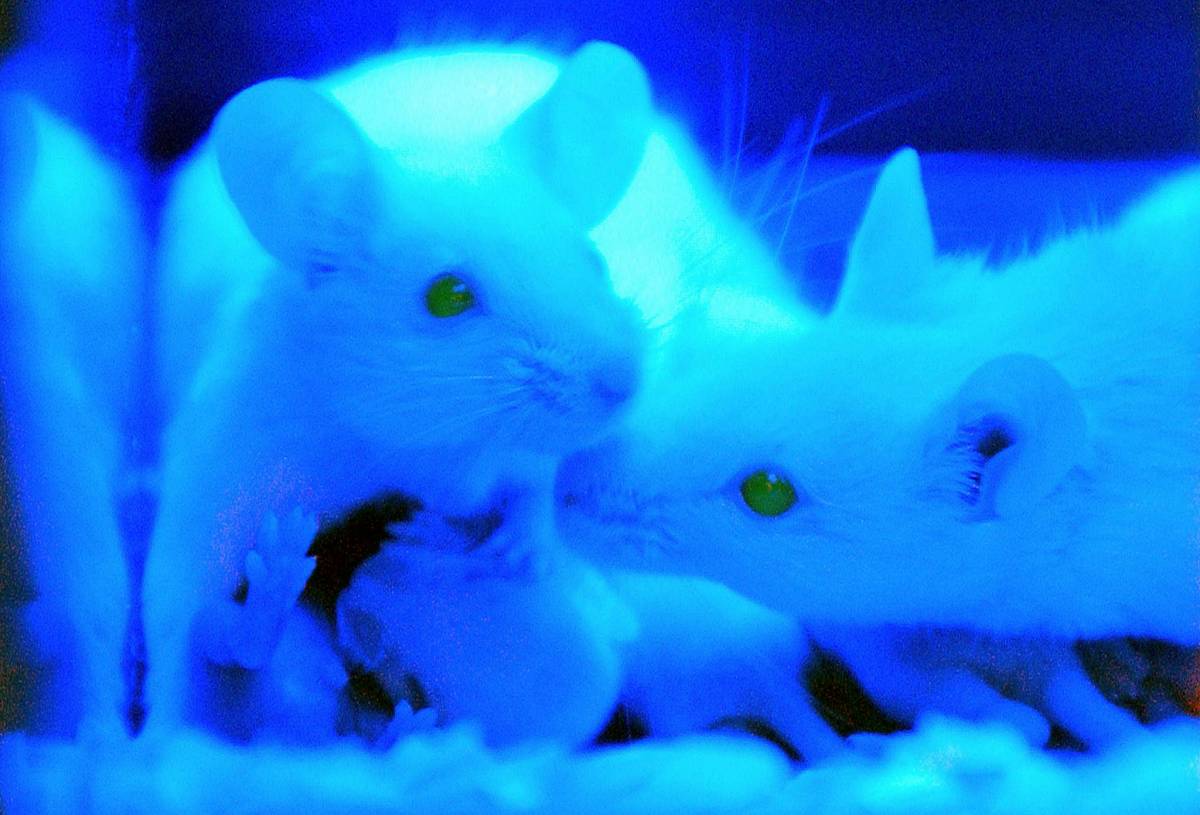 Il Nobel per la Chimica 
alla proteina fluorescente 
che mostra l'invisibile