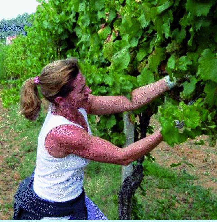 Su quelle colline dove il vino si sposa con l’arte