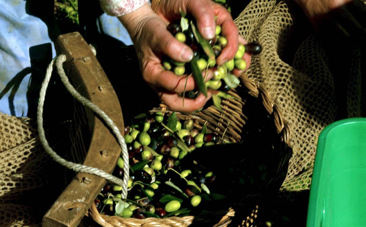 Olio e vino liguri con il sommelier nell’enoteca pubblica