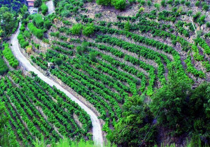 L’annata record Dopo una vendemmia super pronti a stappare le bottiglie di Rossese «Maixei»