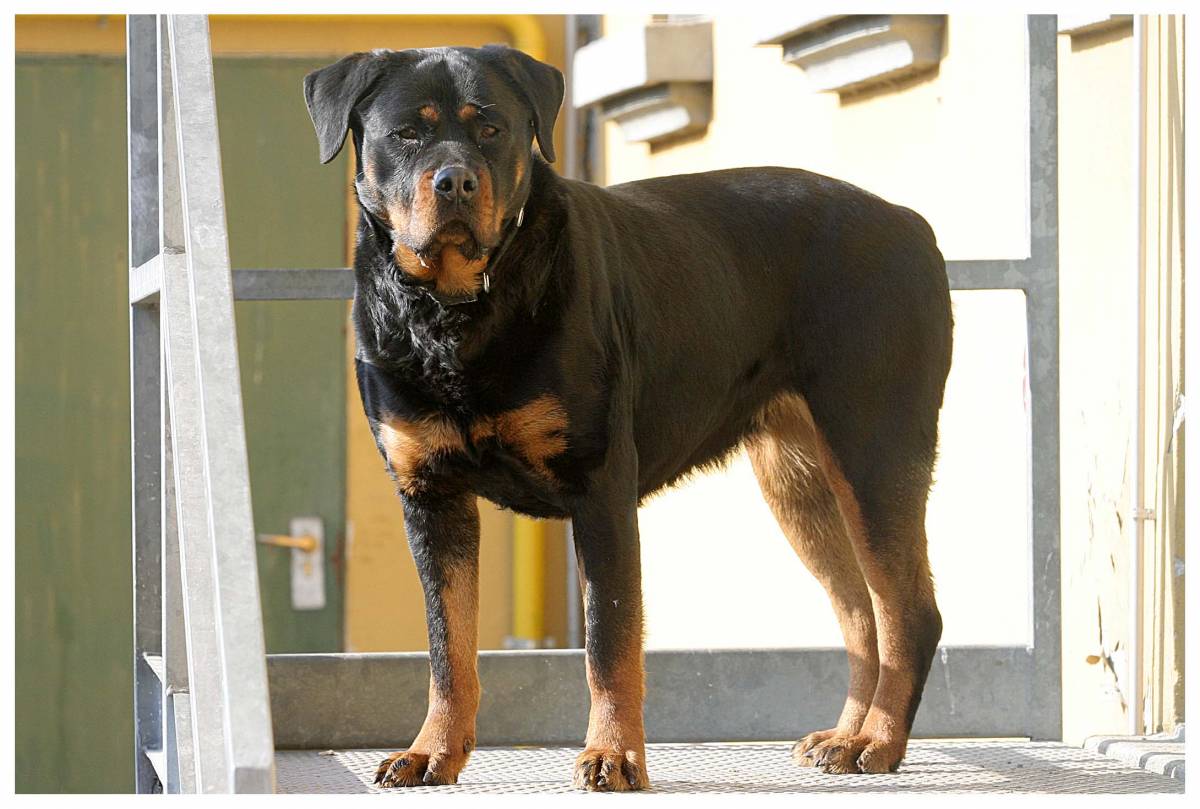 Chieti, 61enne sbranato e ucciso da rottweiler