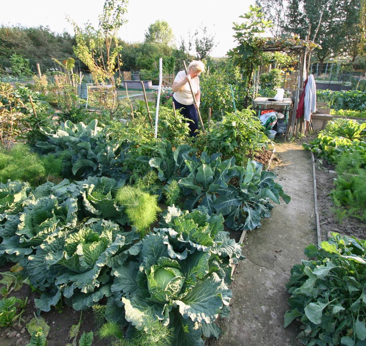 Cavoli e pomodori invece di siringhe sporcizia e degrado