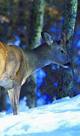 Caccia Animalisti  contro la Provincia