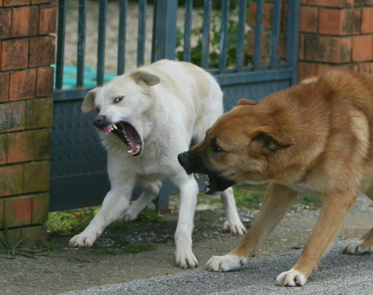 Modica, ancora caccia al branco 
Cani, Martini: sindaci del Sud inattivi