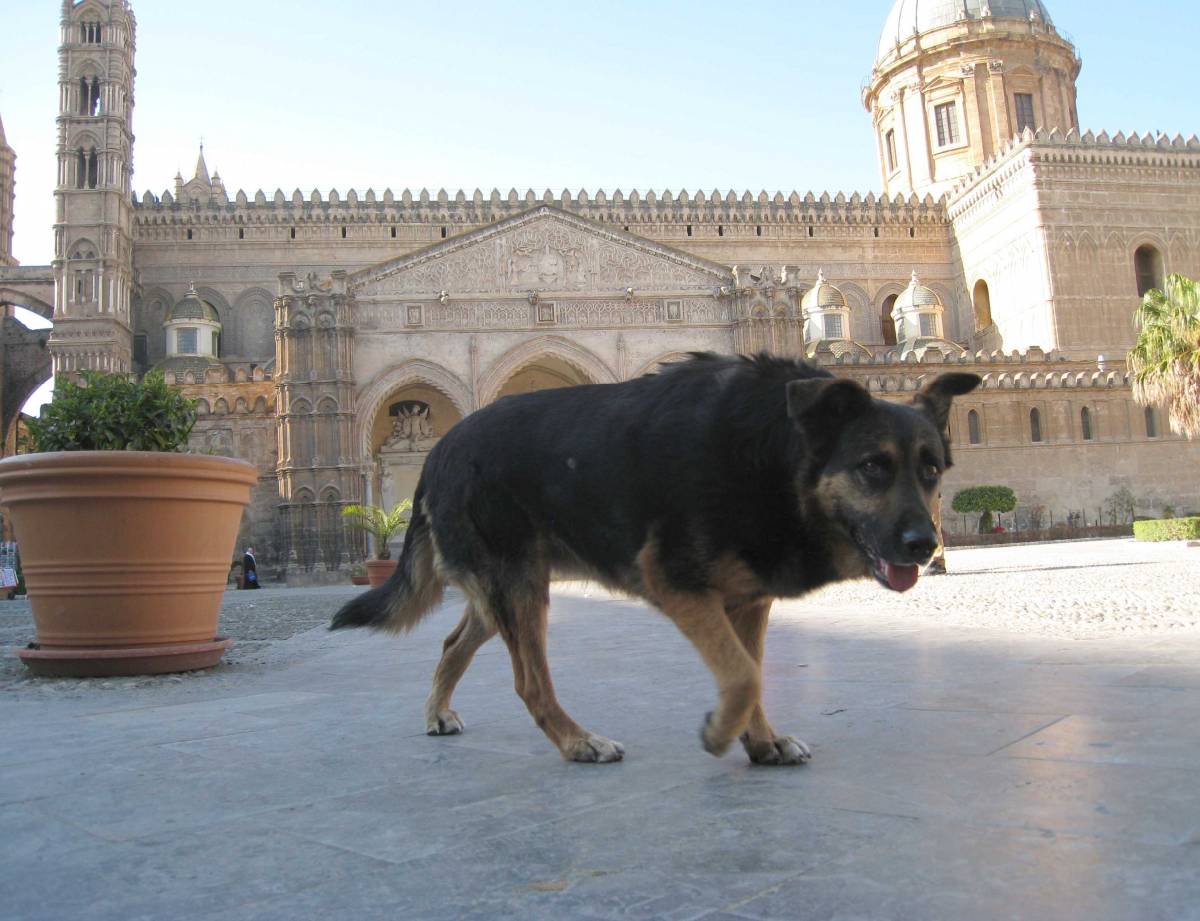 Parma, bimbo azzannato da un cane