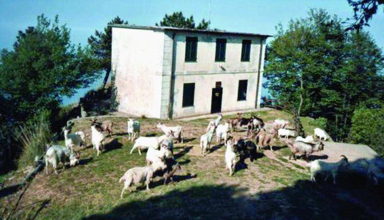 Il Monte di Portofino brulica di capre e caproni a due zampe