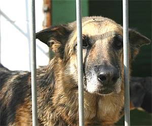 Bimba e madre azzannate da un cane 
grave la piccola che ha tre anni