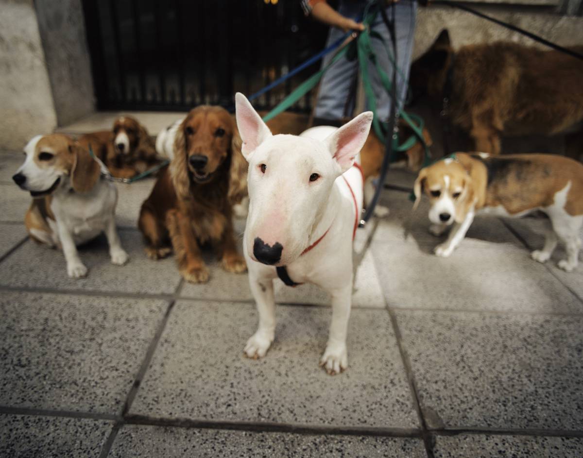 I superpoliziotti di Sarkò usati  
per portare i cani a far pipì