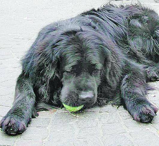 Muore d’infarto mentre bastona il cane