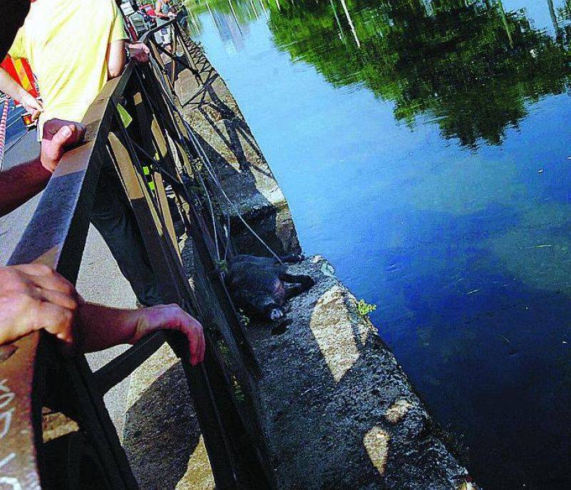 Zoo chiamato Milano: cinghiale nel Naviglio, gibbone in Papiniano