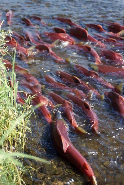 L’italiano che colora i salmoni di rosa