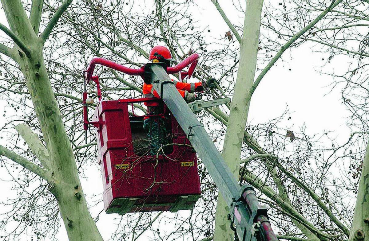 L’assessore all’ambiente De Lillo: «Mai più alberi caduti sulle strade»