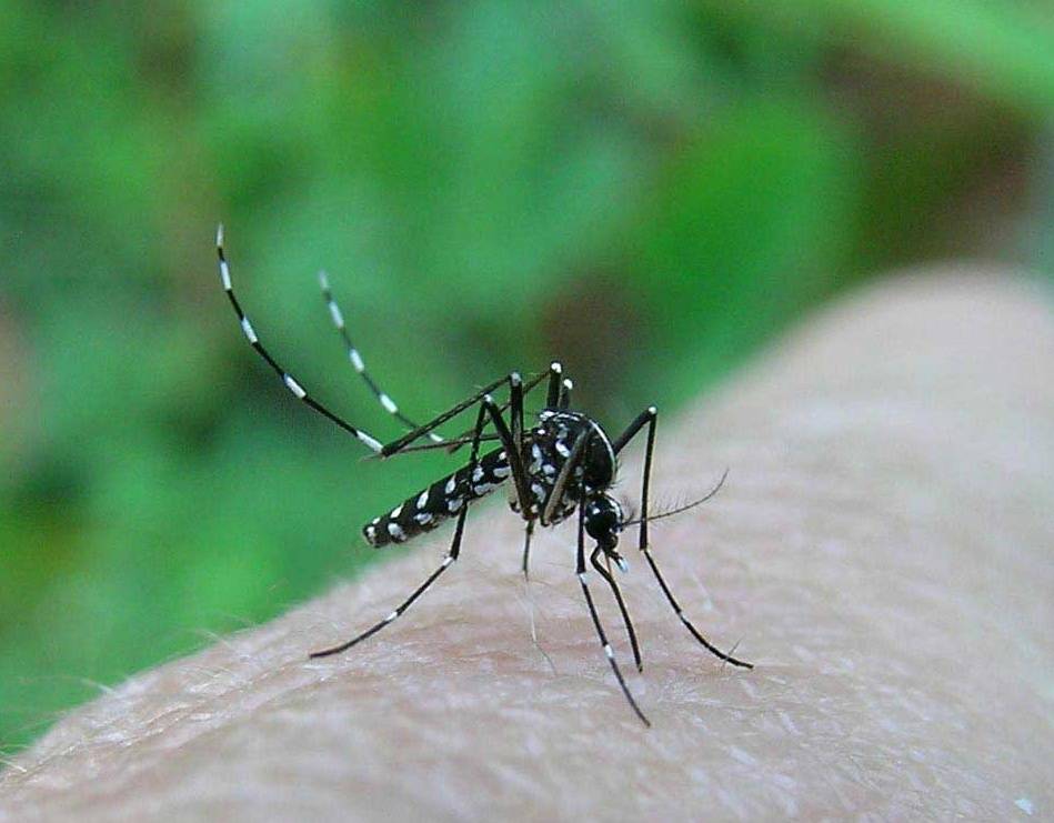 Pruriti estivi: nord-ovest 
invaso da zanzare tigre