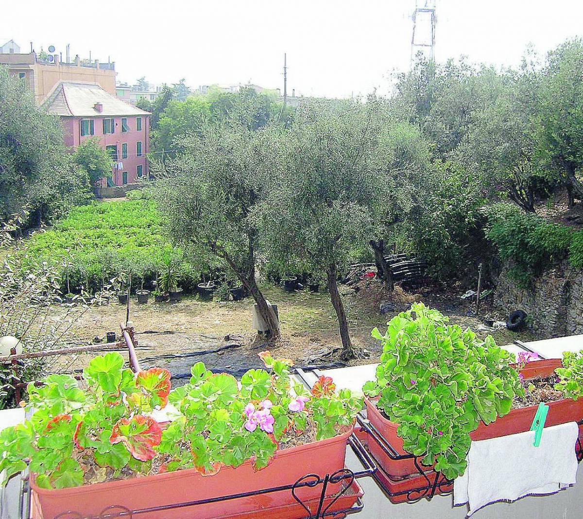 L’Uliveto di Quarto è salvo No alla diga di via Piantelli
