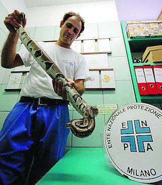 Pitone trovato in un deposito: era sul paraurti di un camion