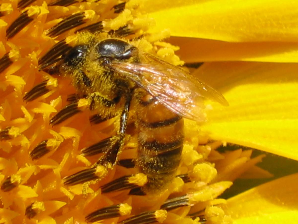 Scienza, api prime della classe 
Imparano le lingue straniere