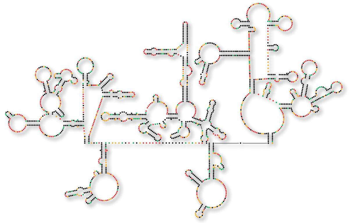 Aids, scoperto genoma dell'Hiv