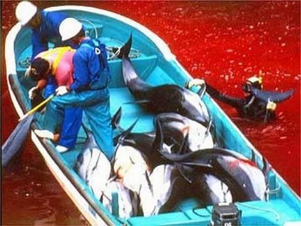 Così Tokyo massacra i delfini