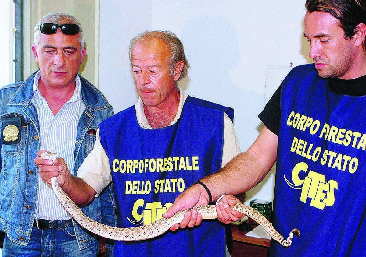 Pineta liberata dal serpente a sonagli