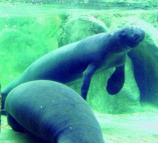 Husar e Pepe, anche due «sirene» per l’Acquario di Genova