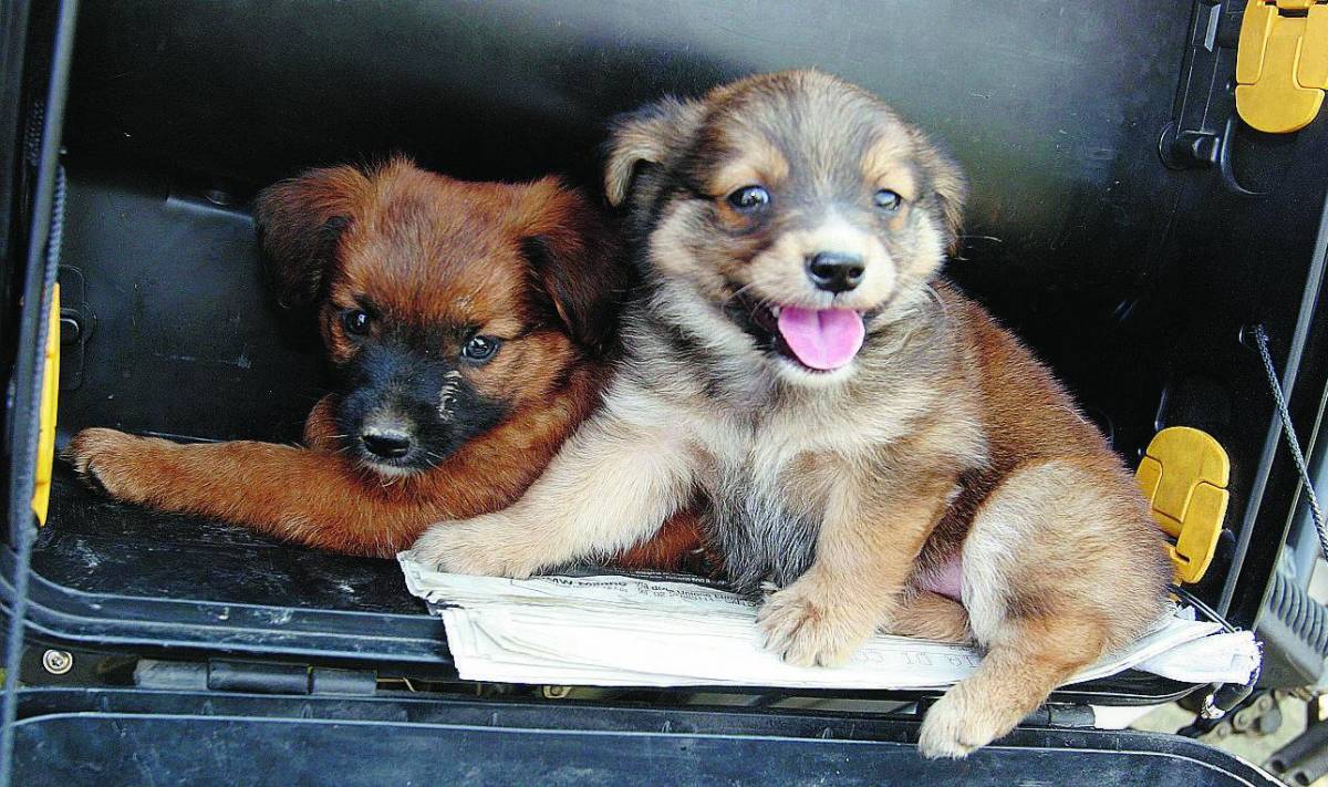 Basta ai camion della morte che portano i cuccioli dall’Est