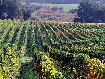 Muore di fame fra le vigne: in tasca 30mila euro