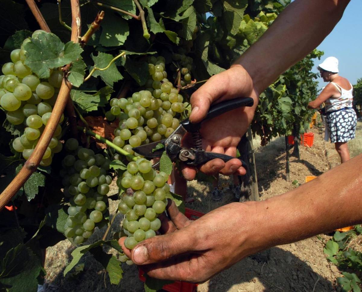 Il Vermentino ligure verso la Casa Bianca