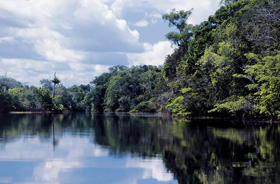 La Cina saccheggia le foreste d'Africa